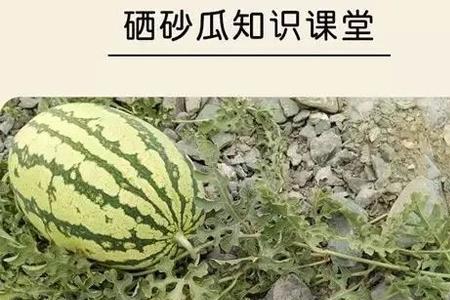 无籽瓜和石头瓜哪个好