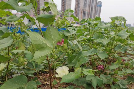 高原可以种棉花吗