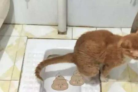 猫在被子上拉臭臭怎么办