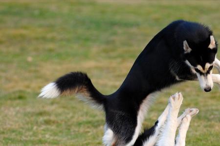 边牧犬来例假有什么变化