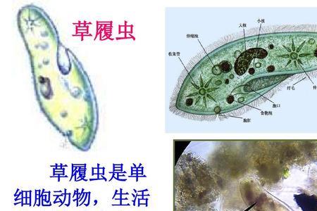 草履虫是寄生生物吗