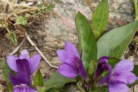 山石花为什么开花