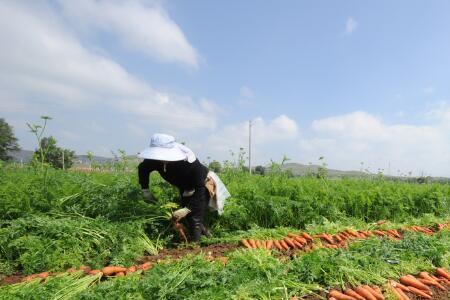 河北5月份种什么菜