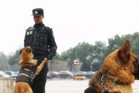 警犬血统是什么