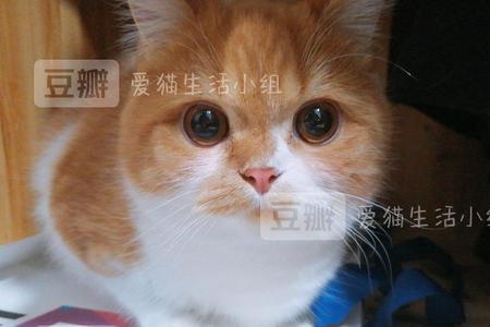 猫传腹瞳孔有什么变化