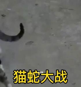 猫咬死蛇代表什么