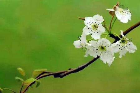 风像什么飘过树梢花丛和池塘