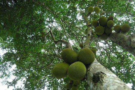 树菠萝去除房间异味