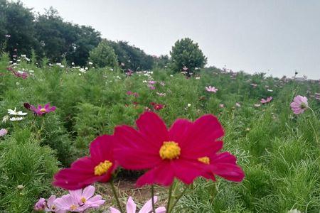 你带一枝格桑花走吧出自哪里