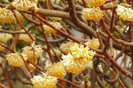 结香花从哪儿开花