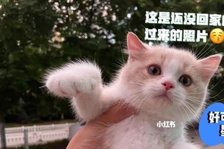 养了四年的猫丢了怎么办