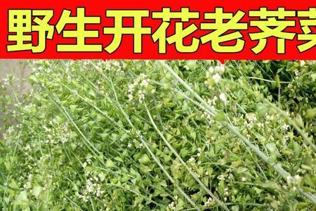 安庆哪里挖到荠菜