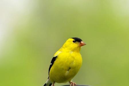 黄鸟冬天可以喂苹果吗