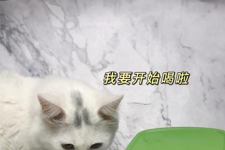 便宜的猫奶粉可以喝吗