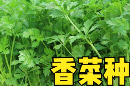 江西本地香菜什么时候种植