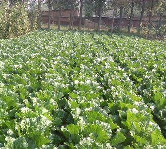 内蒙大白菜种植时间和方法