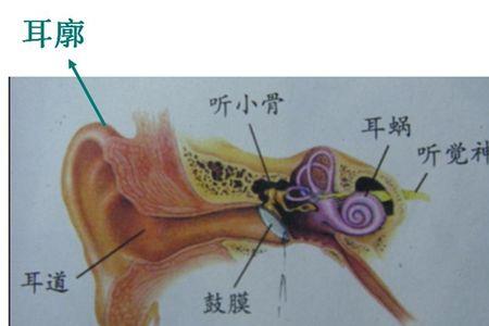 中耳的绝大部分结构位于