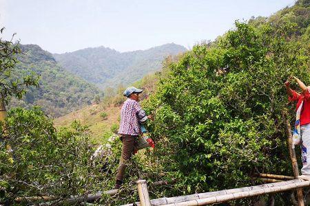 砍盆箐古树茶多少一斤