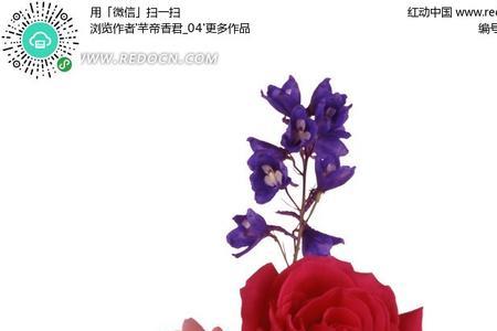 玫瑰花加菊花是什么寓意