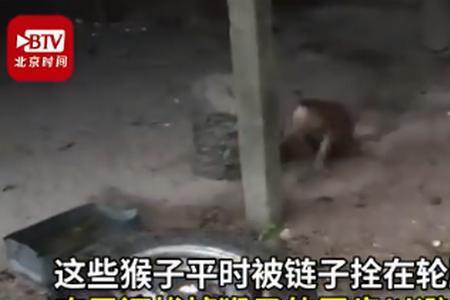 猴奴什么意思