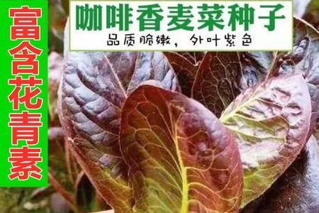 咖啡香麦菜家常做法