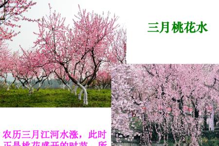 作者把什么比作桃花水