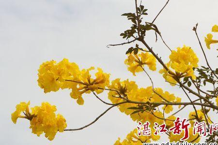 湛江黄花风铃开放时间