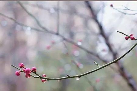 杏花雨杨柳风与什么节气有关