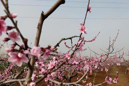 新鲜桃花什么时候采摘