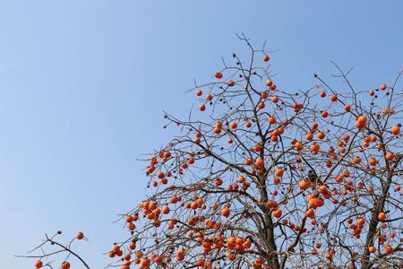 22年济阳柿子节什么时候