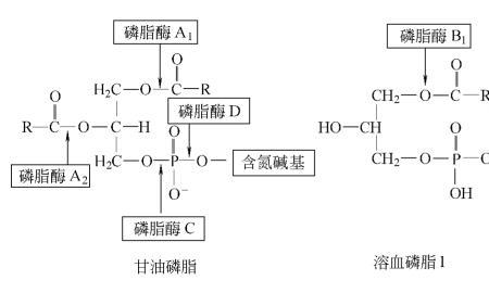 磷酸水解的最终产物