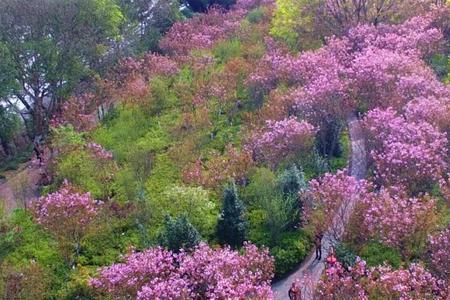 龙门水都樱花节还有樱花吗