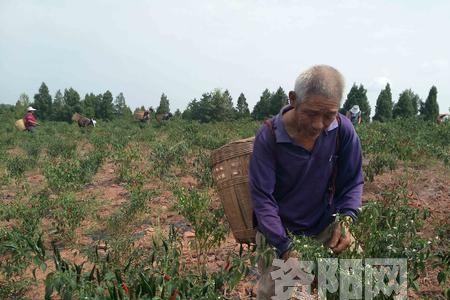 冬季大棚小米辣种植技术与管理