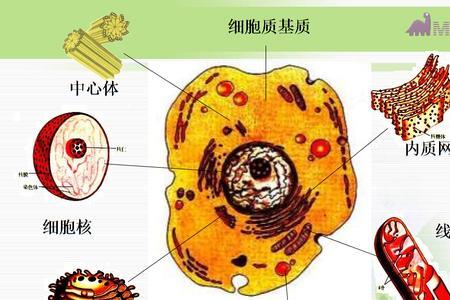 中心体和中性粒区别