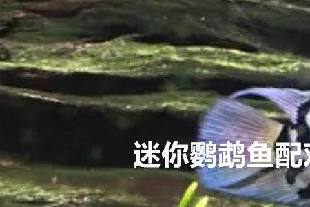 迷你鹦鹉鱼母鱼追着公鱼咬