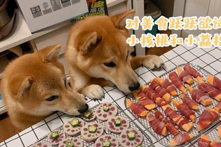 3个月柴犬能吃什么零食