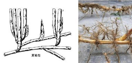 根系发达的竹子有哪些