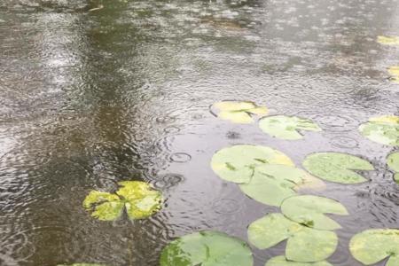 蒙蒙小雨意思