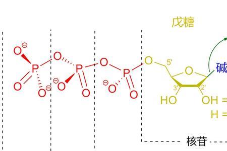 核糖核苷酸是由哪三部分组成