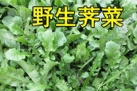 红花荠菜什么时间播种好