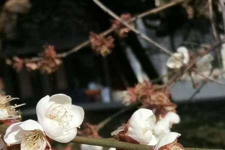 共吟花前不枉此生梦一回意思