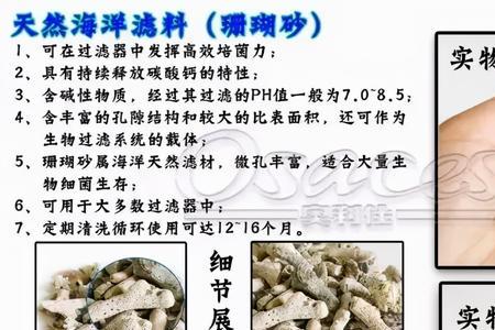 锦鲤鱼池硝化菌系统怎么培养