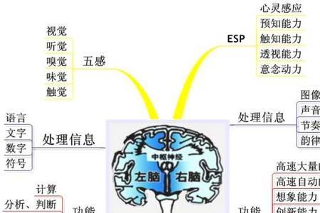 右脑型思维者适合什么工作