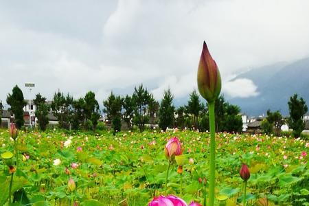 红白荷花开满塘什么意思