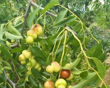 葫芦枣好吃还是无骨枣好吃