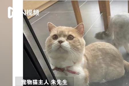 猫放别人家寄养回来后不认