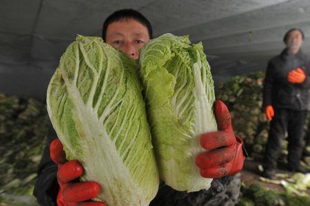 大白菜零下几度会冻死