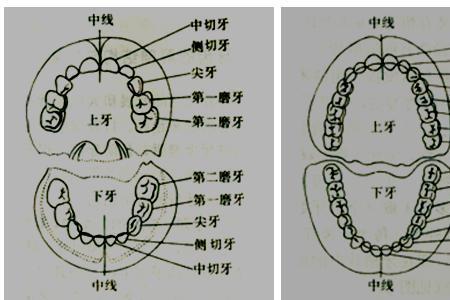 牙字是什么结构