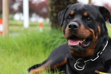 罗威纳犬怎么不让它乱叫乱咬人