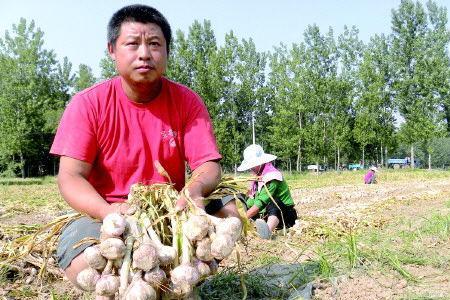 山东鲁西南最好的大蒜品种